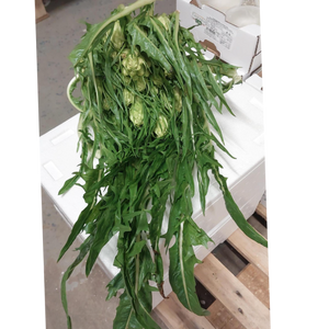 Puntarelle /Catalogna Cimata ca 5kg/krt