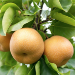 Päron/Pere Nashi  ca 4kg/krt