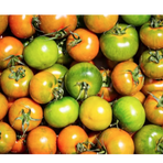 Tomater Camone (Marrap - Pomodoro Camone) - ca 4 K/krt