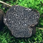 Vintertryffel "Tuber Melanosporum" 1a klass