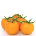 Cirio Giallo (Marrap - Pomodoro cirio)