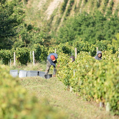 Domaine Ternynck