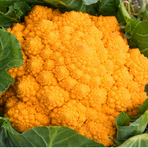 Blomkål Romanesco, Gul , 5kg, Marrapese