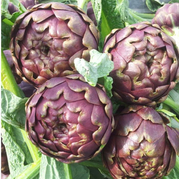 Kronärtskocka Lila, 18-20/per krt