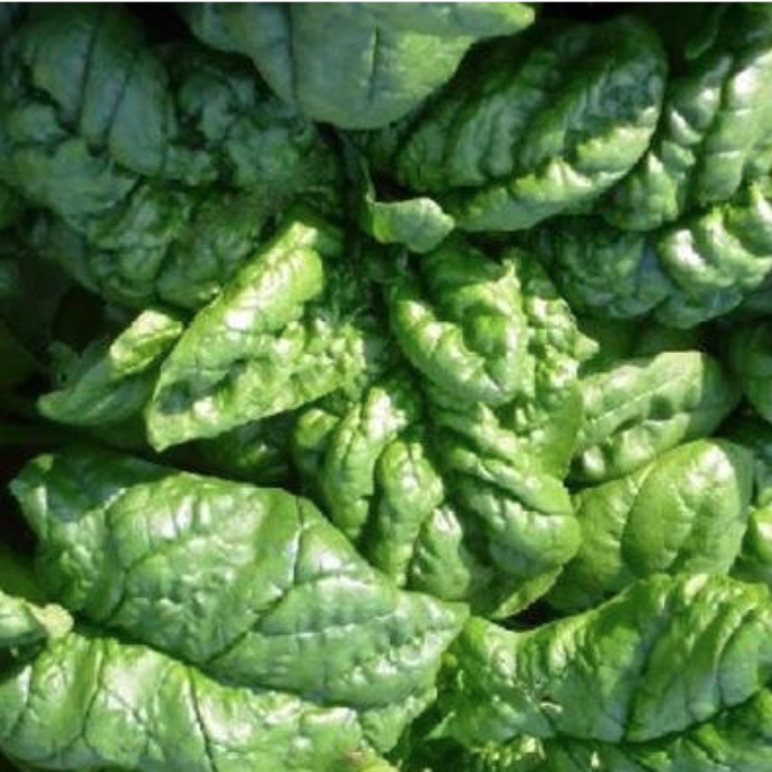 Spenat/ Spinaci, ca 5 kg. Pris per krt